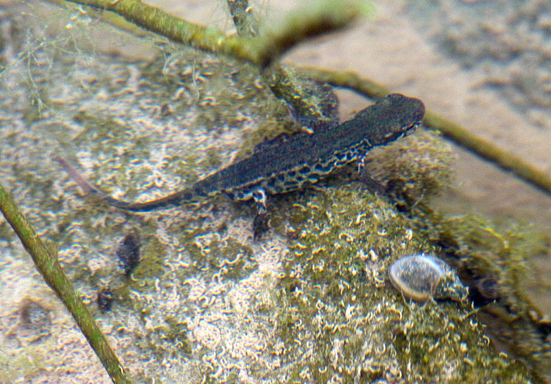 I Miei primi tritoni...! Lissotriton italicus